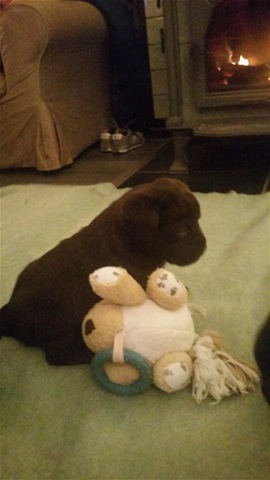 Bruine labrador pup