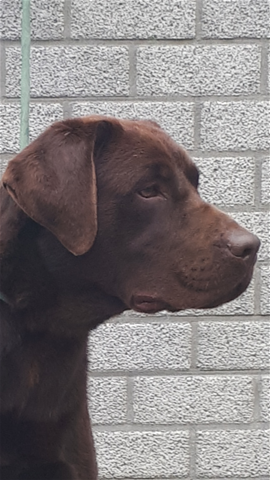 Bruine labrador Fellow