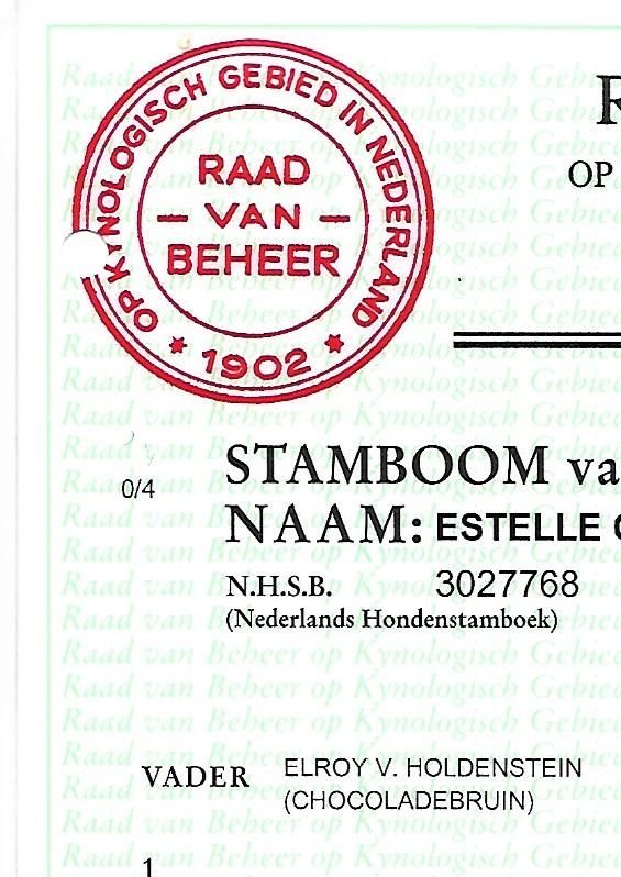 Stamboom bruine labrador Jessey