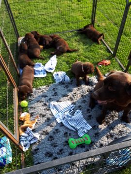 Pups bruine labrador Tess