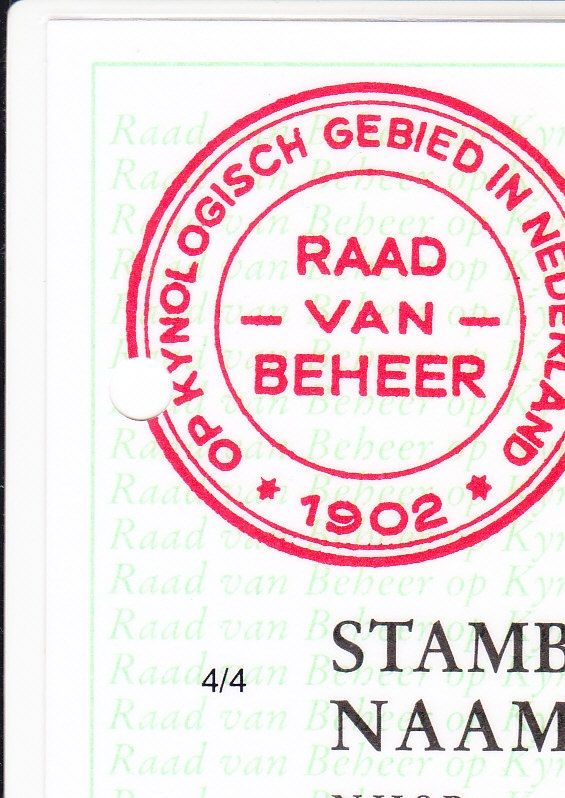 Stamboom bruine labrador Tess