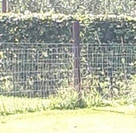 chocolade bruine labrador met stamboom
