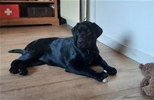 Zwarte labrador pup