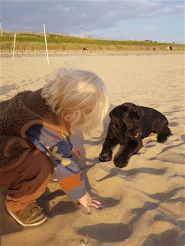 labrador pups met stamboom