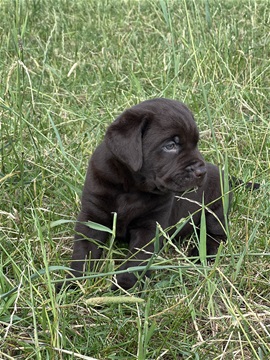 Chocolade bruine labrador pup