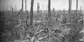 le Bois Delville, haché en copeaux
