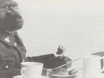 Jackie, en bon soldat, mange proprement à table avec des couverts.