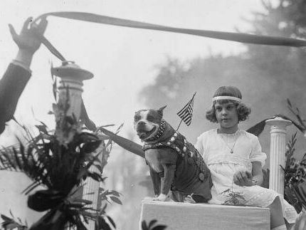 Stubby partage un char avec Louise Johnson pour un défilé d’animaux sur Pennsylvania Avenue à Washington D.C. en 1921.