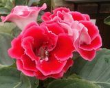 Raili Gloxinia