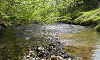 Beekje
