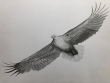 White Tailed Eagle