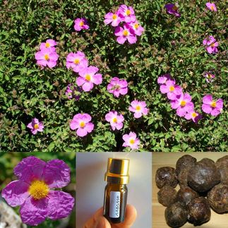 Λάβδανο(cistus)