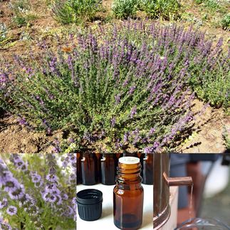 Φλισκούνι ( Mentha aquatica)