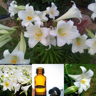 Κρίνος ( Lilium  candidum)