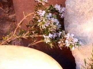 Δεντρολίβανο (Rosmarinus officinalis )
