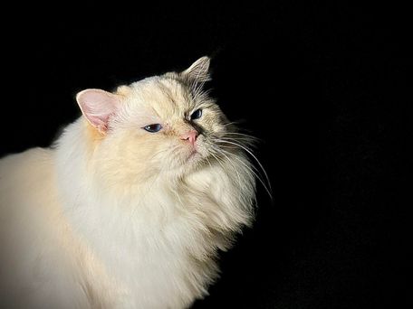 Hankattte