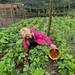 20240529_094903 Landerij VanTosse aardbeien oogsten