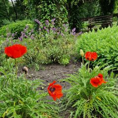 20240529_112111 Landerij VanTosse de poel op de tuin en bloemen in de 