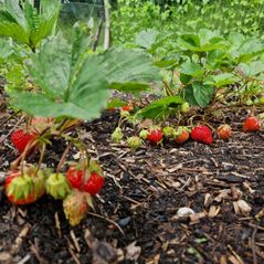 20240529_112615 Landerij VanTosse aardbeien oogsten