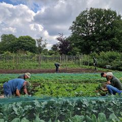 20240711_095117 Landerij VanTosse onkruid verwijderen prei geplant
