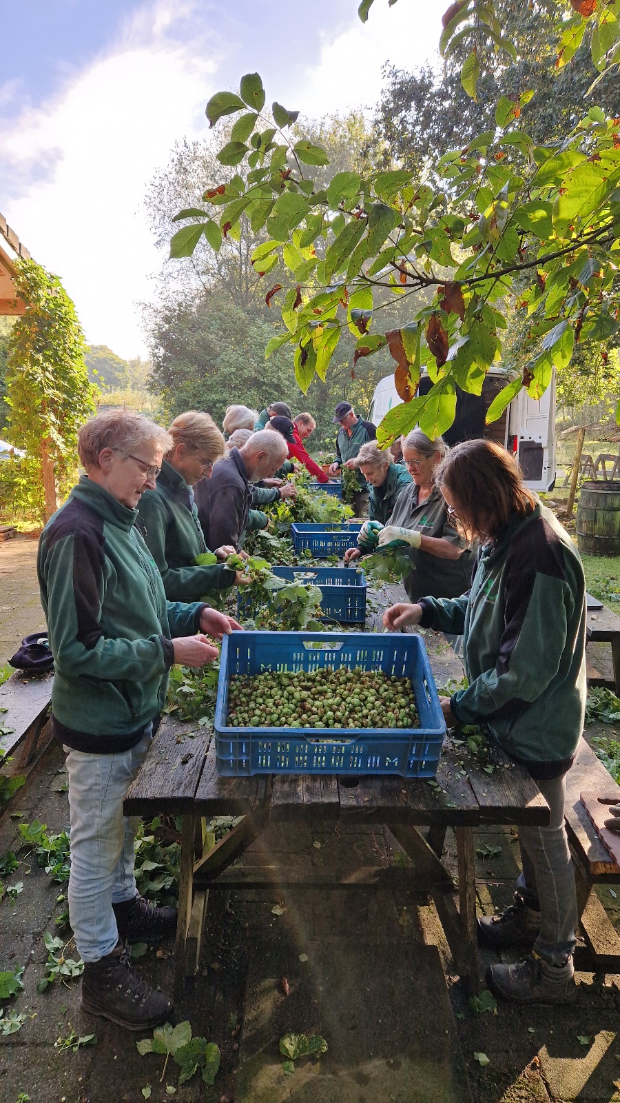 20240912_092047 Landerij VanTosse hop plukken appeloogst