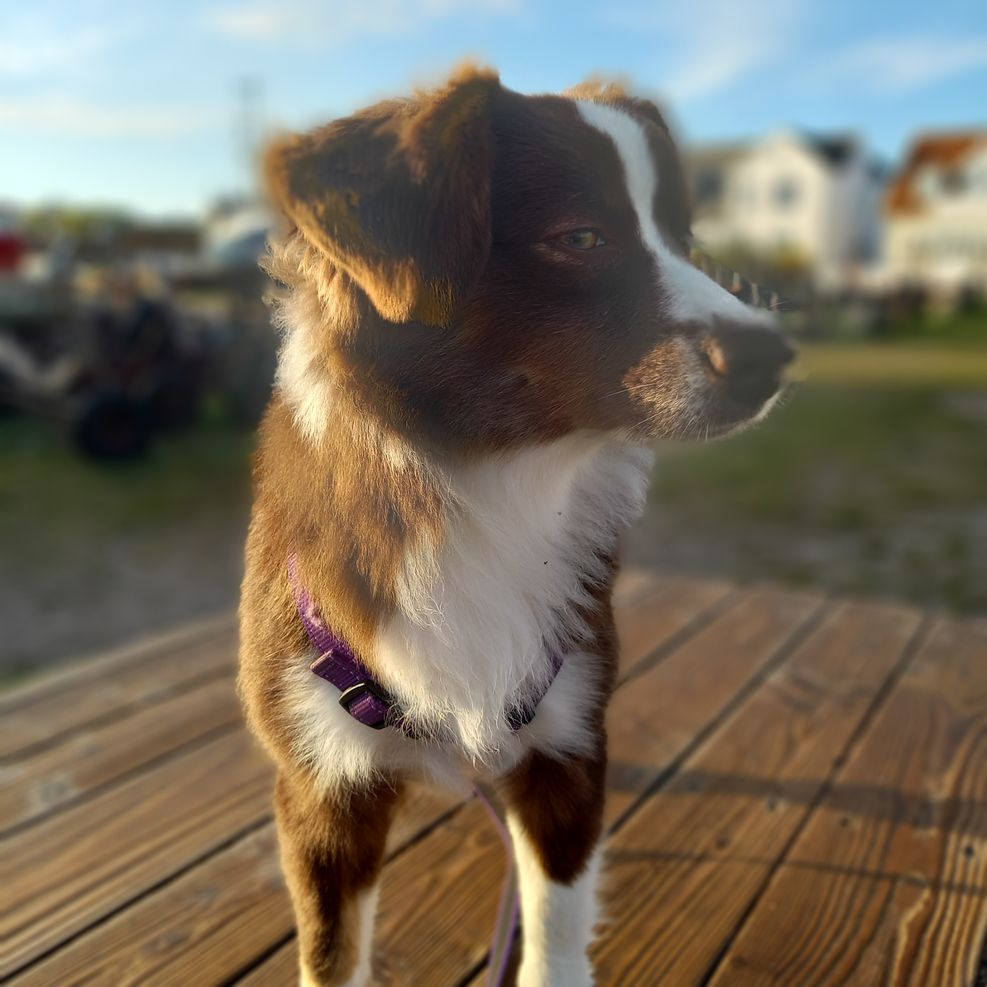 Raychi 1 år Gilleleje havn 2