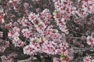 Mandelblüte im Februar