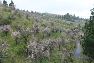 Romantischer Mandelwald und sattes Grün