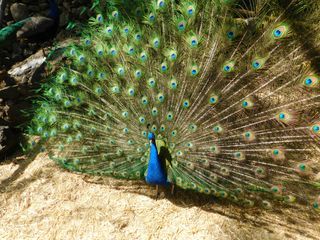 Ein Pfau im Sonntagskleid