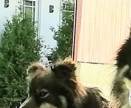 Minttu og Marley