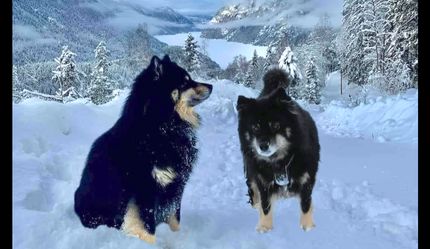 Aslan og Teru