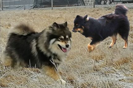 Balto og VilleNord