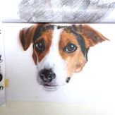 hund