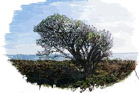 www.larsheiberg Lars Heiberg. Digitale tegninger Lars Heiberg "lonely tree. Flæskholm”  60x40. 2019 Lars Heiberg