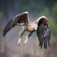7039