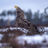 Havsörn Svartådalen-3770