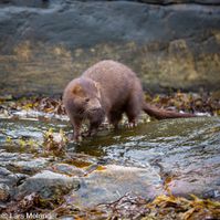 mink-5118-2