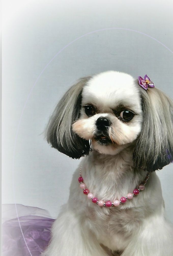 Caouette , ma femelle shih-tzu en coupe 