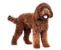 Spanish Waterdog