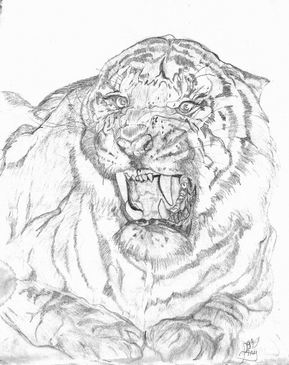 Tête de tigre, reproduction à main levée d'après un cliché, crayon HB sur feuille blanche, 21 x 29,7 cm, 1992