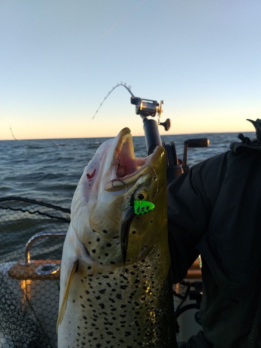 Dickhead Kermit Frog