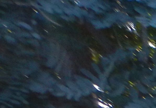 Photograph taken in my garden.