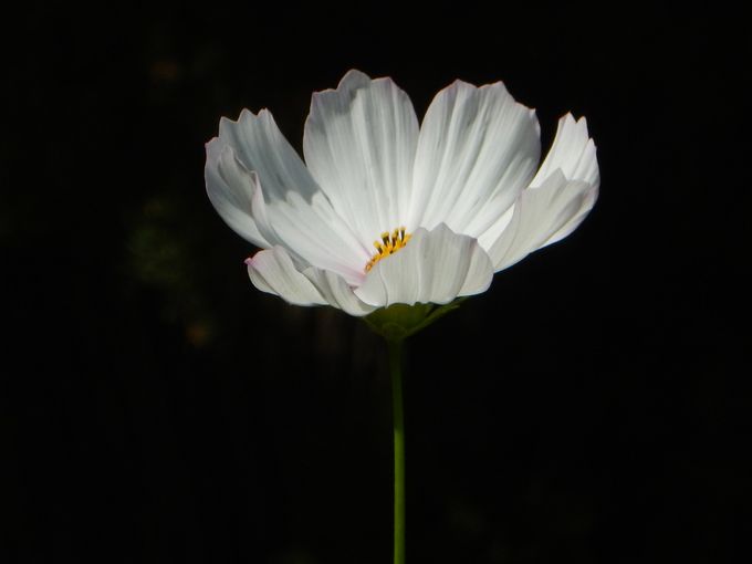 Photograph taken by me in the Sydney Botanic Gardens