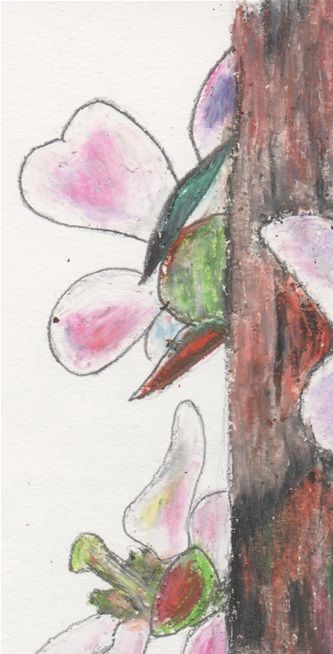 One of my Wildflower Drawings