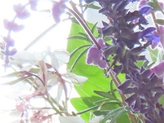 Herbs & Flowers from my garden