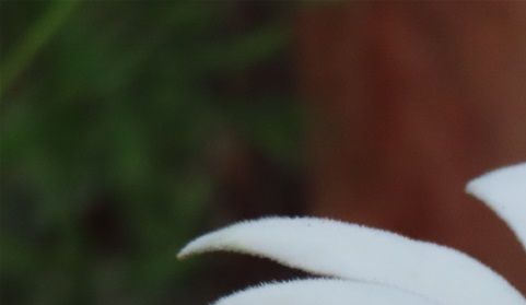 Moon Flower