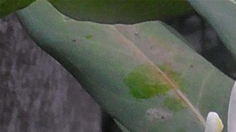 Moon Flower - Ancient Healing
