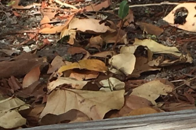 Un lézard ose faire une sortie.