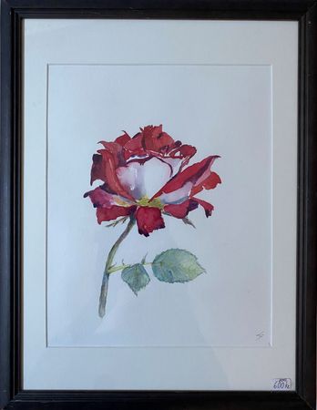 163. En enkelt rød rose