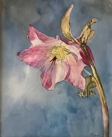 178. Julerose på blå